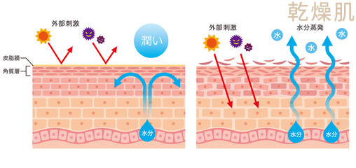 乾燥による肌のバリア機能の低下