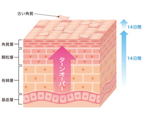 肌のターンオーバー