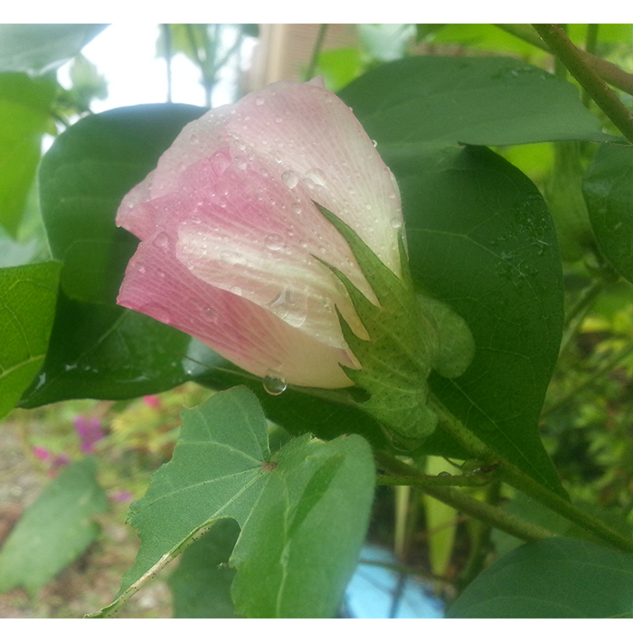 さくらコットンの花