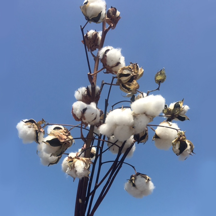 さくらコットンの綿花