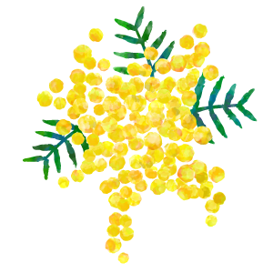 ミモザ　女性デー　幸せの黄色い花