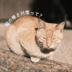 【猫の寒さ対策】寒い冬を乗り切る為に