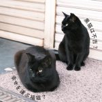 【黒猫は不吉？】幸せを運ぶ福猫とは？