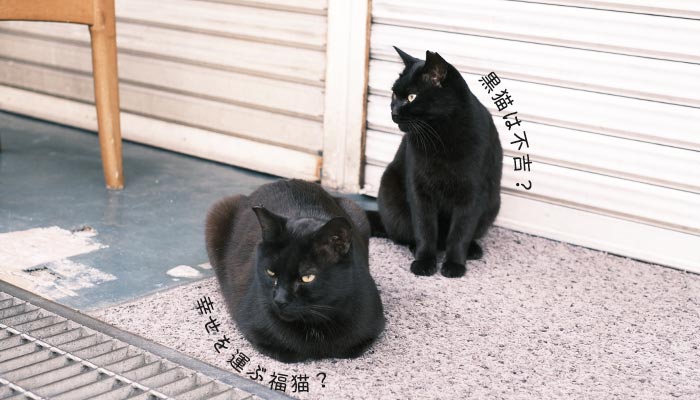 黒猫は不吉？