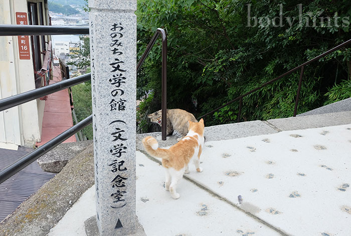 尾道の猫