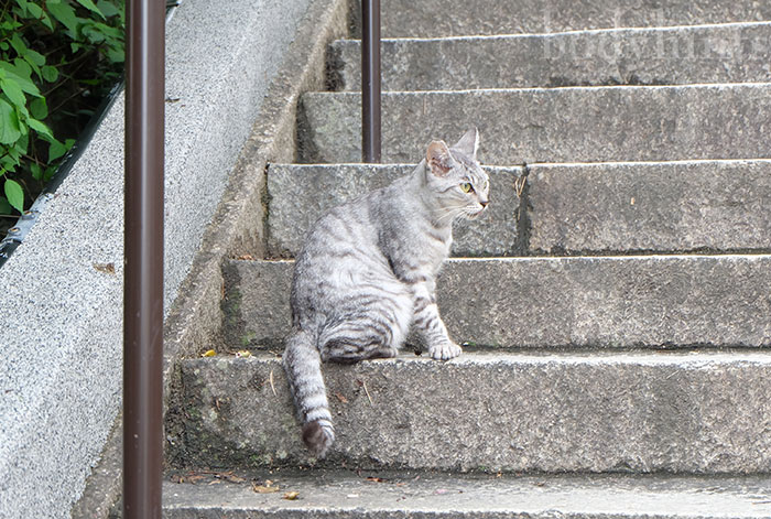 尾道の猫