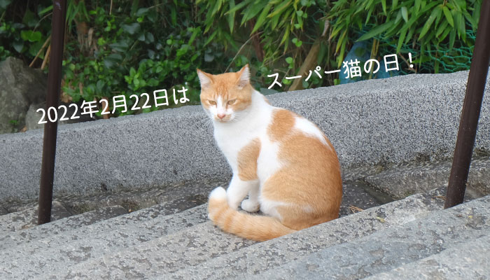 【2月22日は猫の日】スーパー猫の日とは？