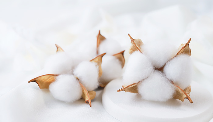 高級綿スーピマコットンとは？最高品質の特徴とコットンとの違いについて解説します！