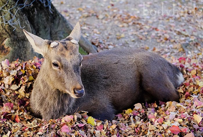 奈良公園の鹿