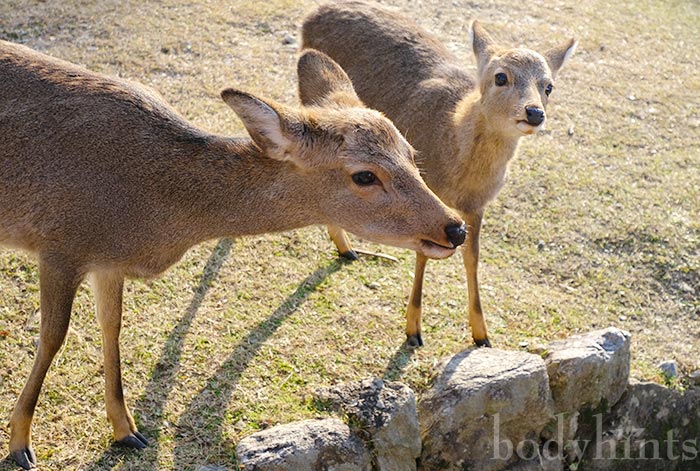 奈良公園の鹿