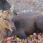 【2022年のスーパームーン】雄鹿月とは？