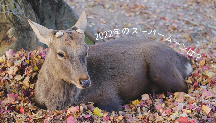 2022年のスーパームーン