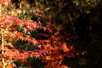 季節の変り目の肌荒れの原因秋