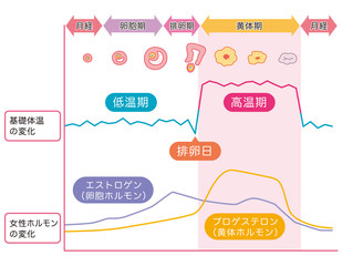 基礎体温の測定