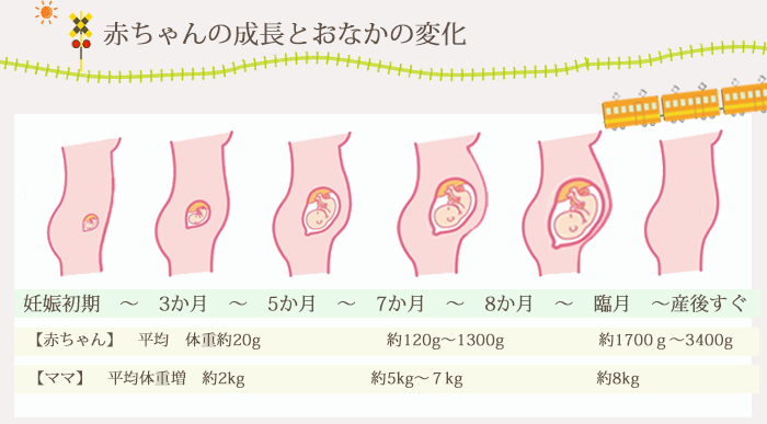 妊娠中期